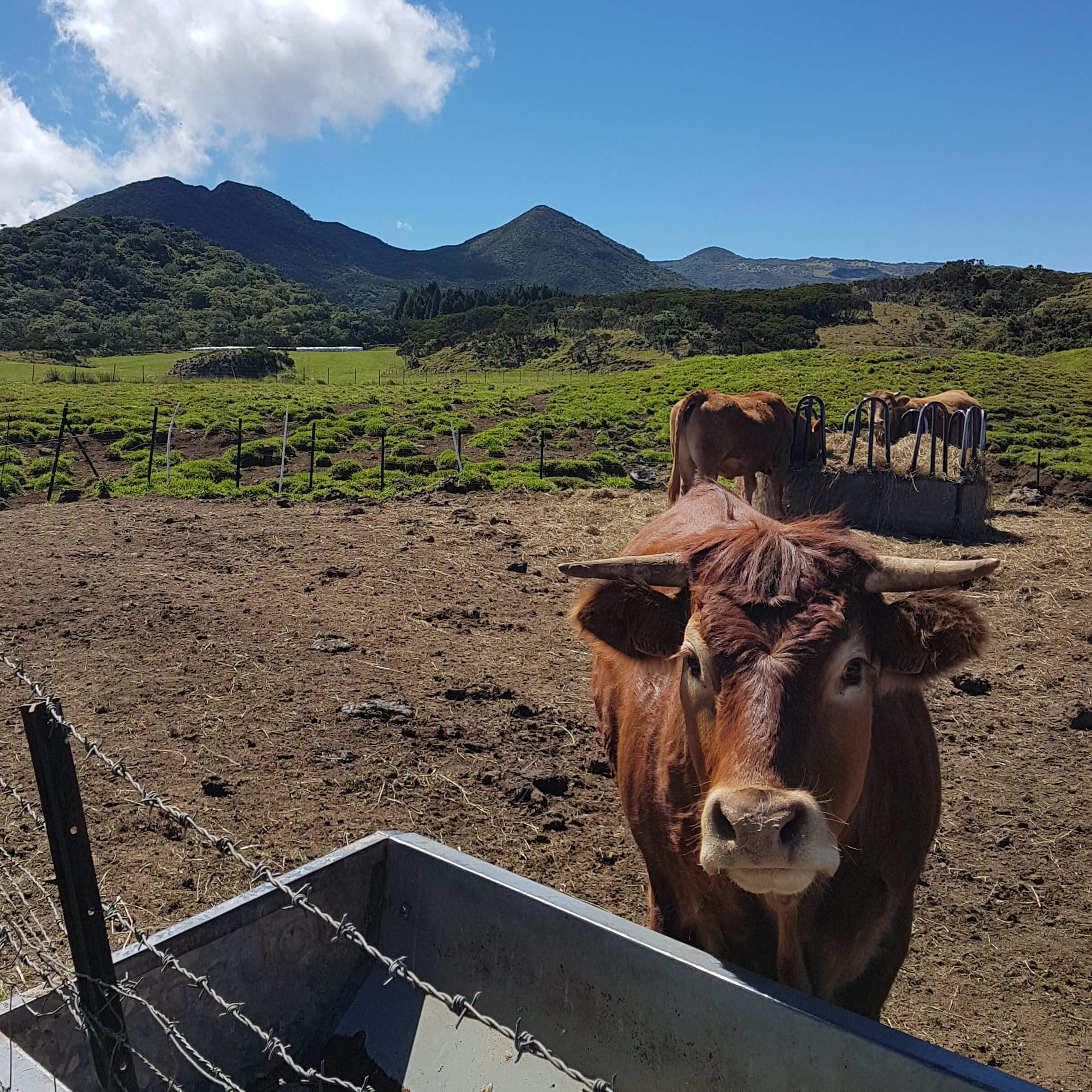 Vache la plaine des cafres