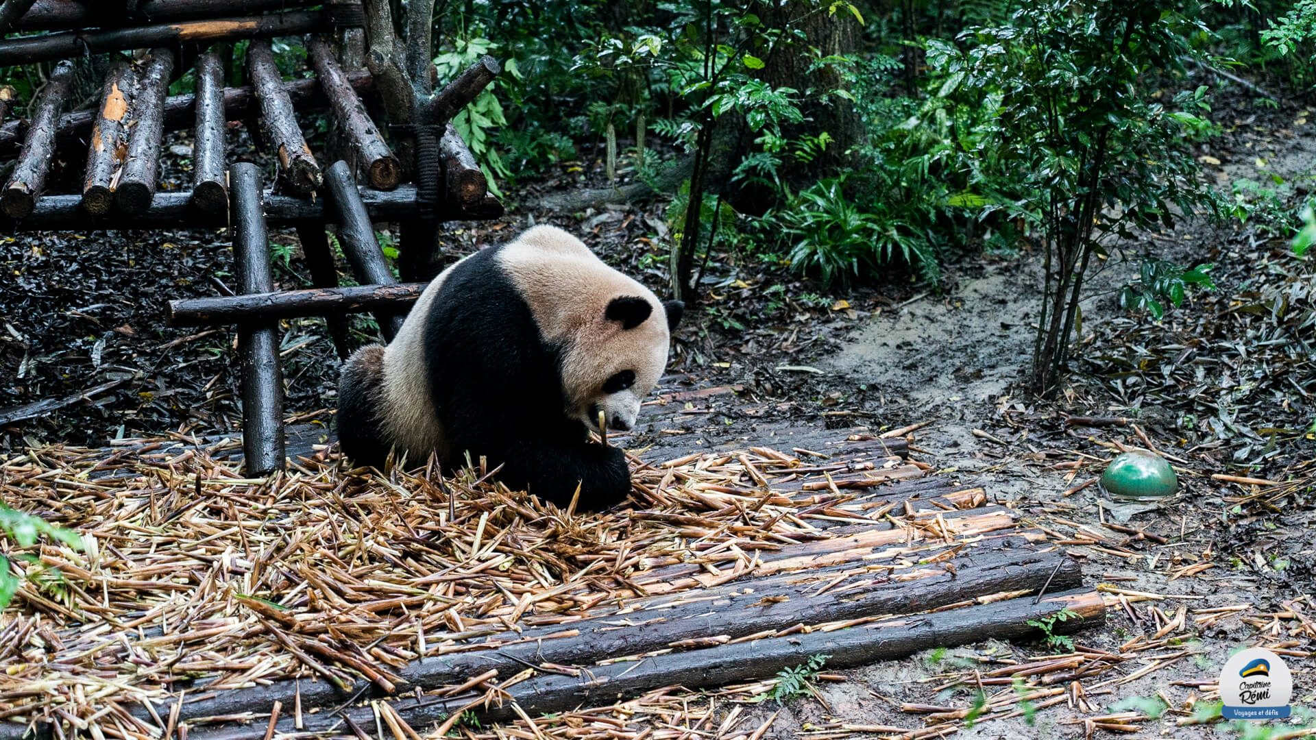 Ma visite de Chengdu 🇨🇳