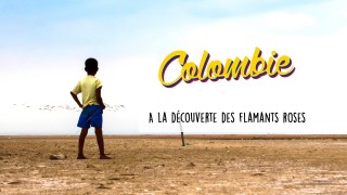 Défi 10 : Découvrir et filmer des flamants roses - Colombie