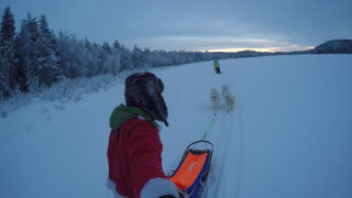 Faire du chiens de traineau en Laponie Suédoise