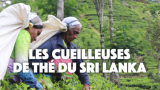 Rencontre improbable avec les cueilleuses de thé 🍃 du Sri Lanka