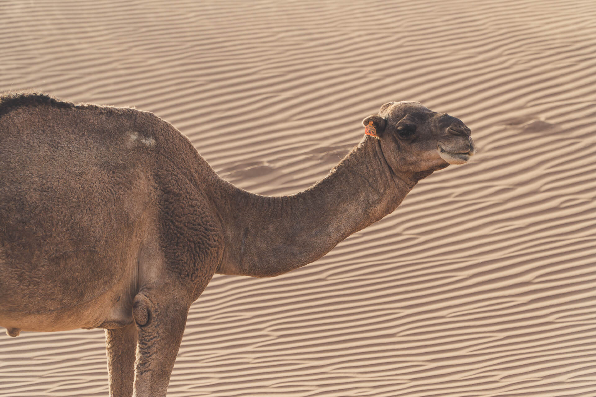 Dromadaire maroc